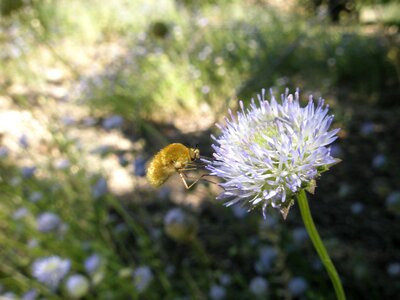 Flower nature bumblebee