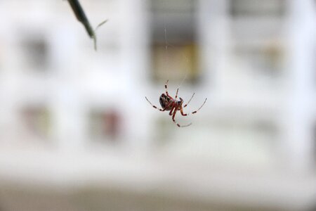 Spider arachnids predator