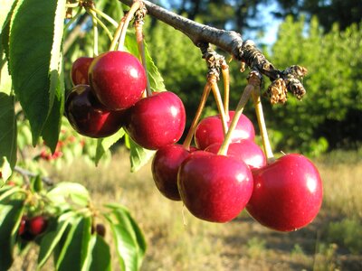 Cherries tree red