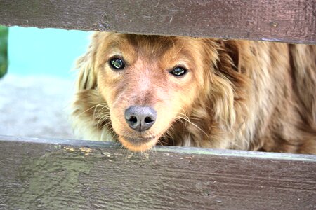 Snout the nose eyes photo