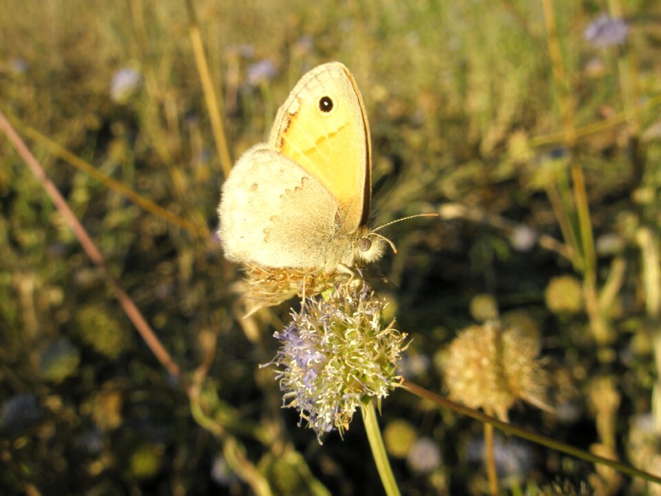 Butterfly insects animals