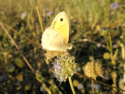 Butterfly insects animals photo