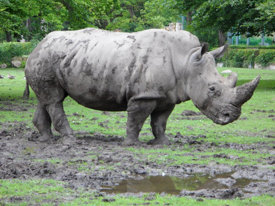 Rhinoceros rhino zoo