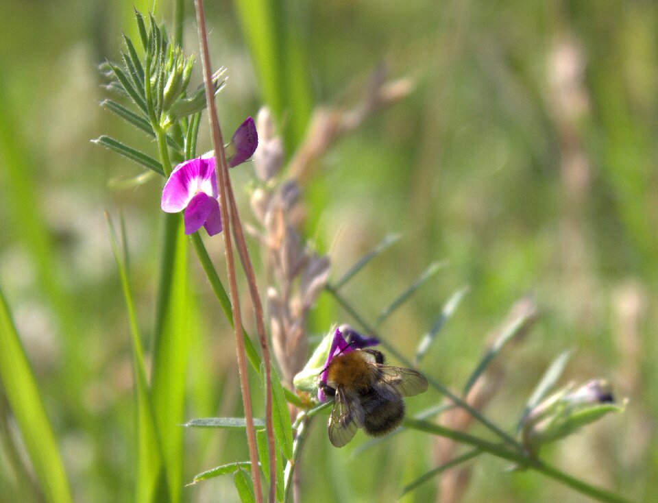 Flower pollination insect