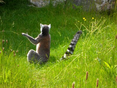 Sit lemur lemur catta