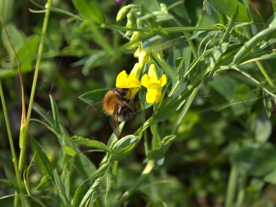 Honey flowers animals wildlife