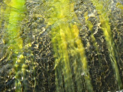 Water seaweed bach
