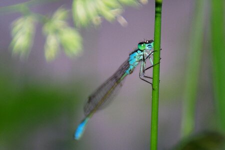 Close up blue dragonfly nature
