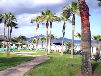 Palm trees beach island
