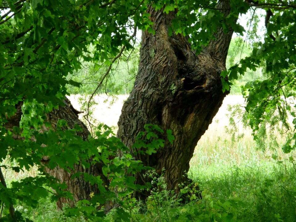 Green tree nature log