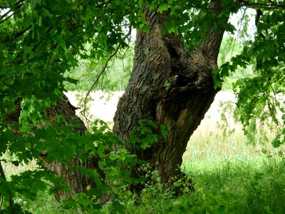 Green tree nature log