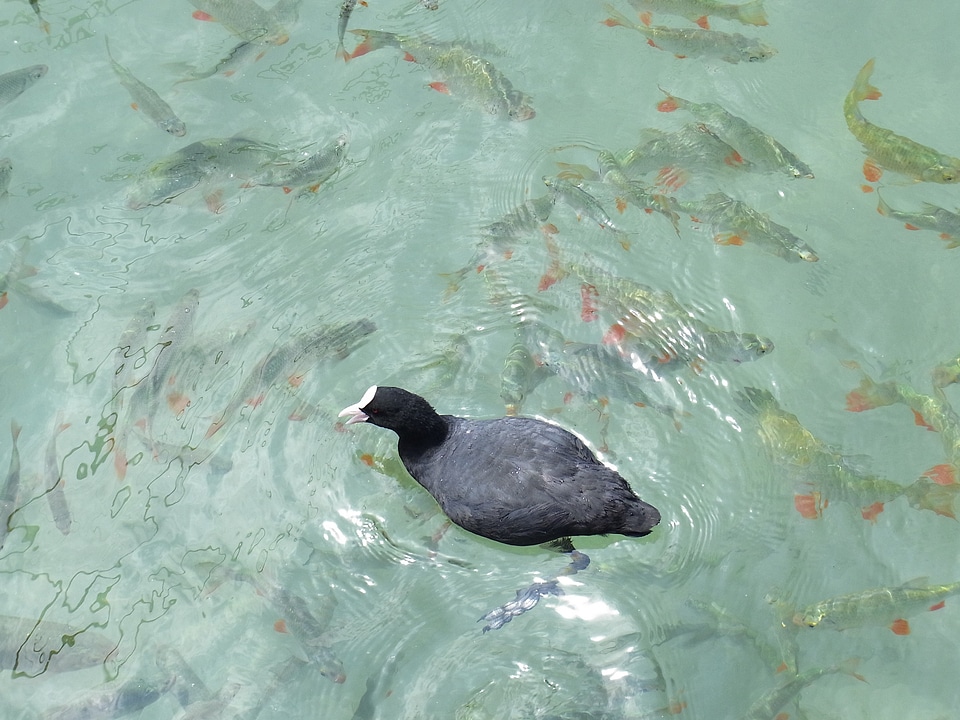Animal animals birds