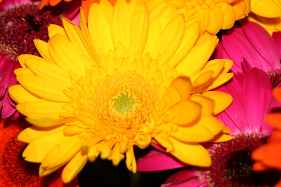 Gerbera yellow flower summer flower photo