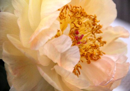 Peony blossom bloom