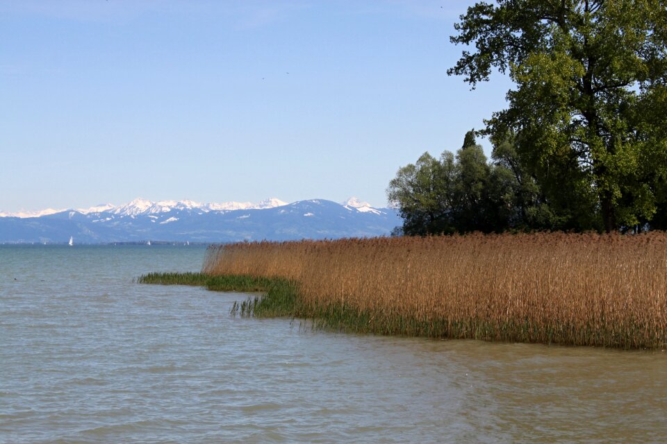 Landscape alpine reed