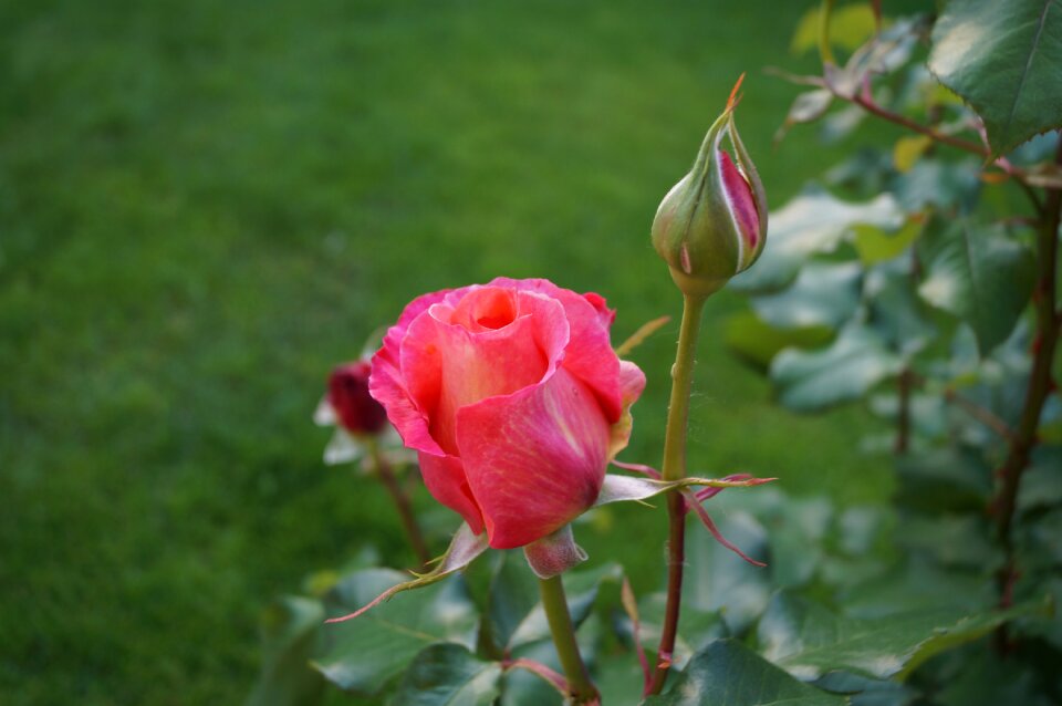 Pink flower scent of roses spring