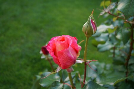 Pink flower scent of roses spring photo