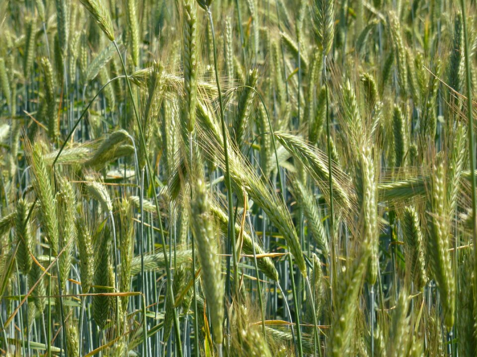 Field agriculture wheat