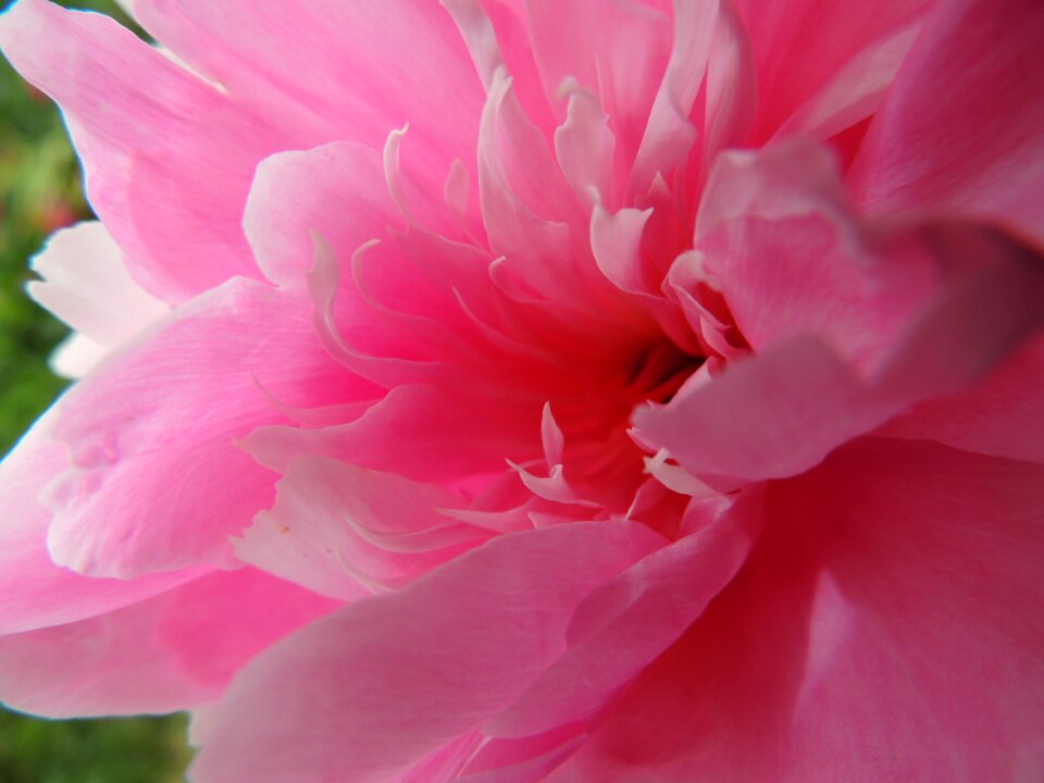 Gerbera summer center