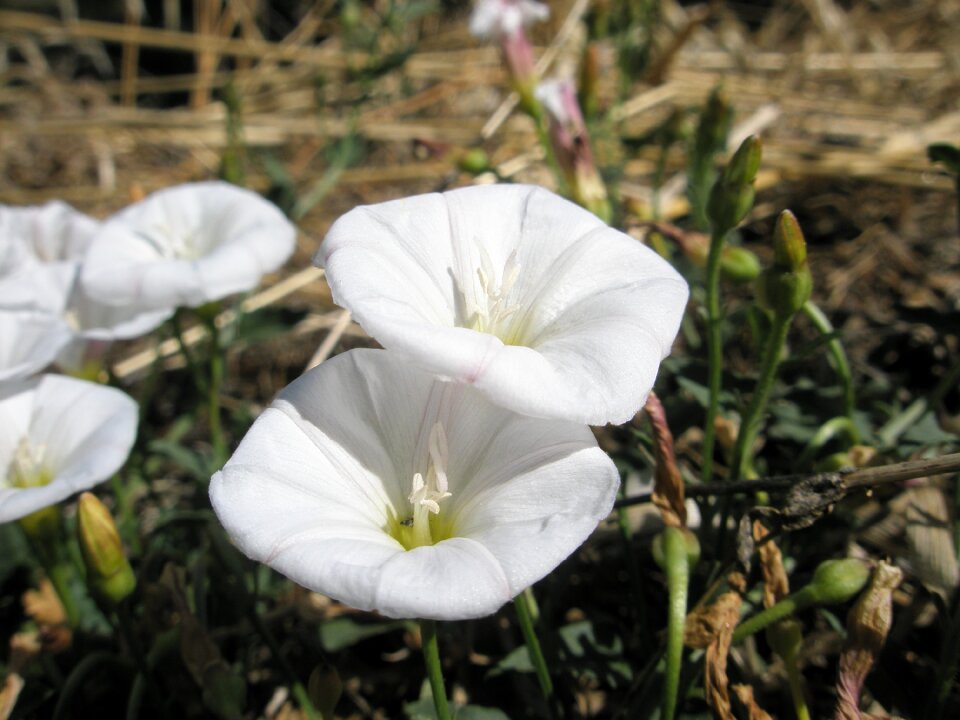 Garden white flowering