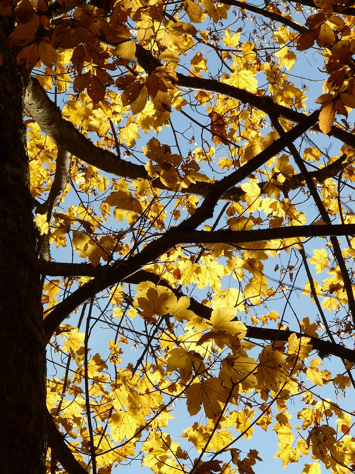 Acer deciduous tree golden autumn