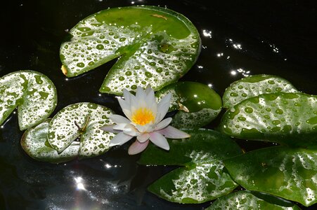 Flower plants pond