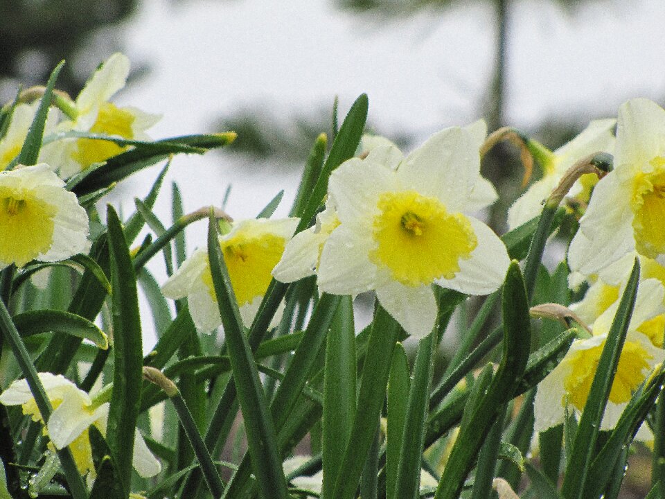 Daffodil spring white daffodils