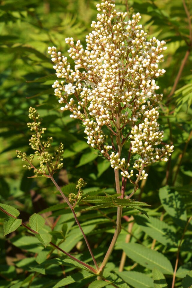 Sorbaria sorbifolia inflorescence bud white