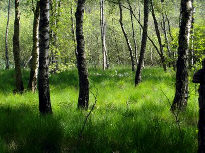 Green tender nature conservation
