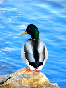 Water bird water stone
