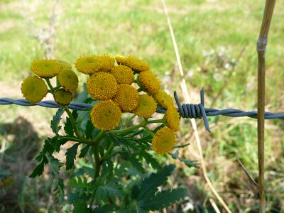 Yellow barbed wire fence photo