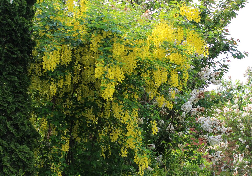 Laburnum flowers yellow