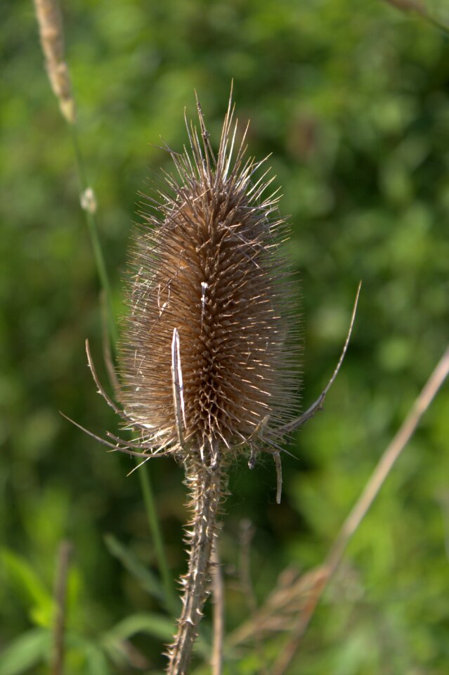 Plant wild flower summer