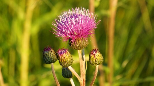 Wildflowers asteraceae flower