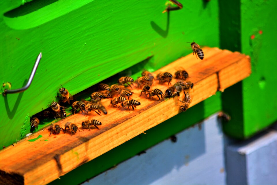 Bees honey bee keeper