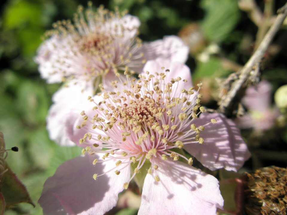Flowers zarza mora