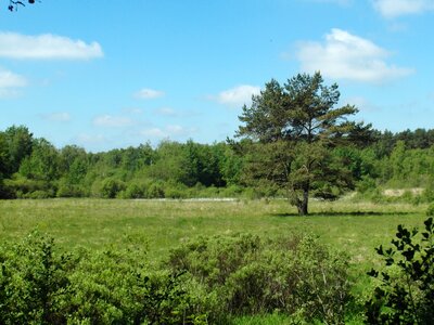White reed nature conservation
