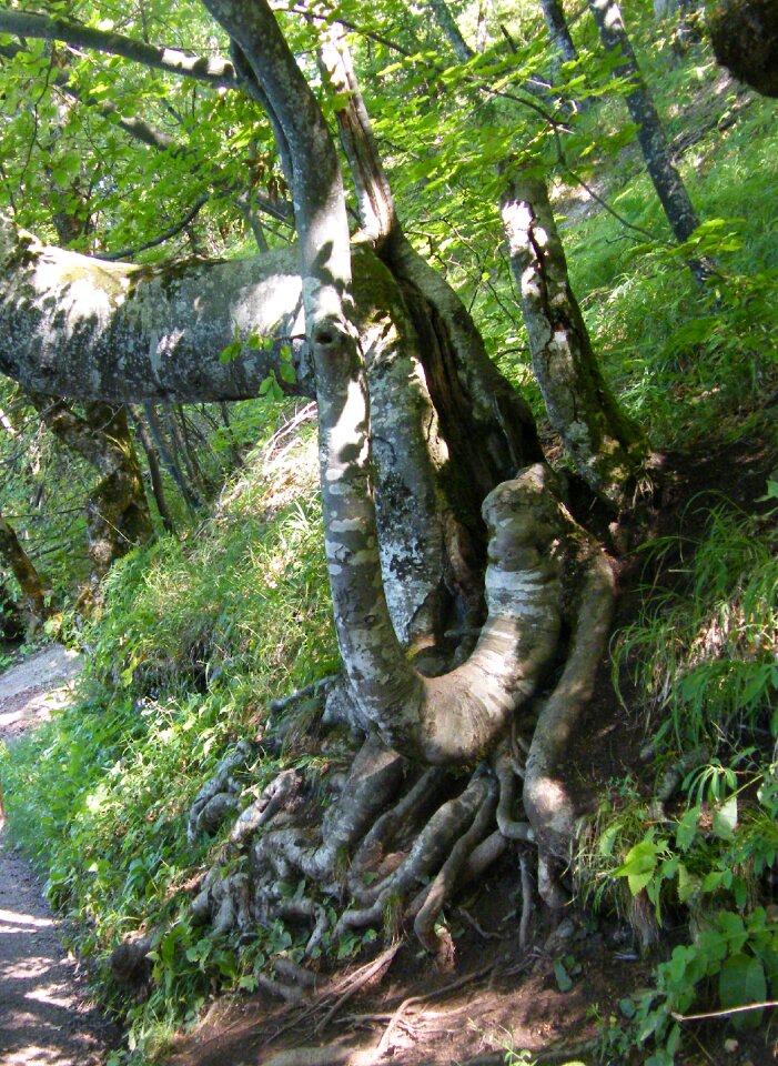 Tree root tree rooted