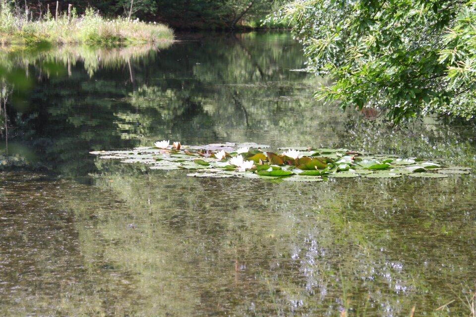 Water lilies nuphar nature conservation