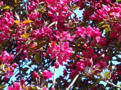 Flourishing tree spring plant photo