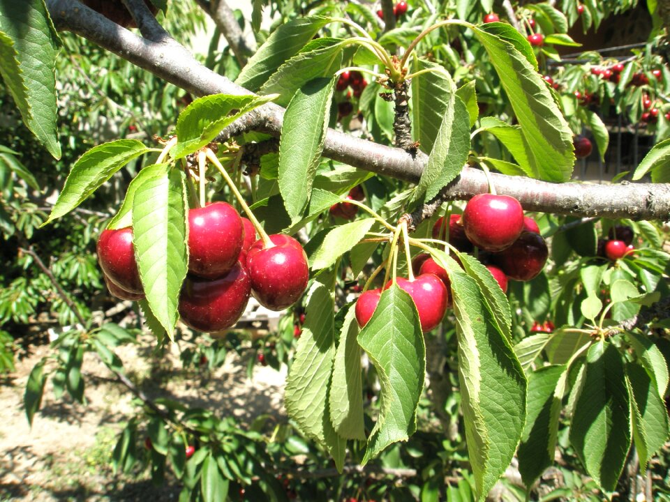 Cherry leaves fruit