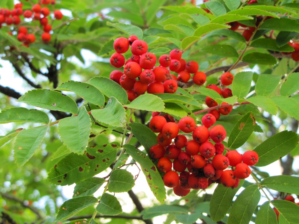 Rowan red berries autumn photo