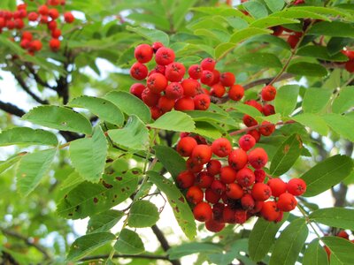 Rowan red berries autumn