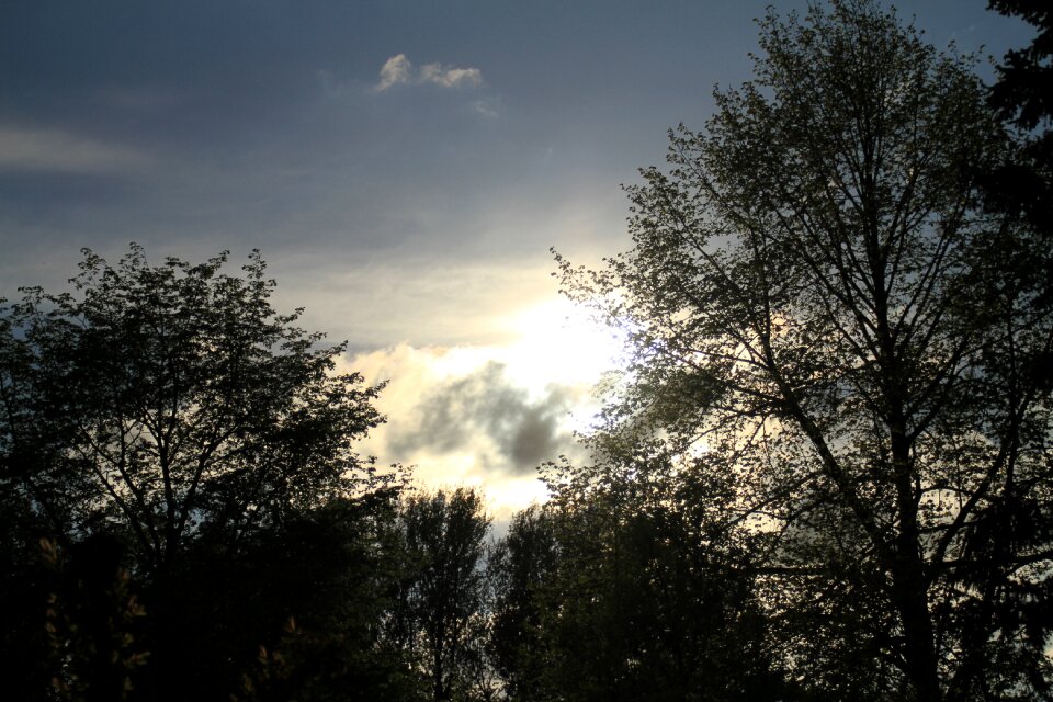 Sunset treetop canopy