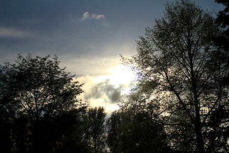 Sunset treetop canopy