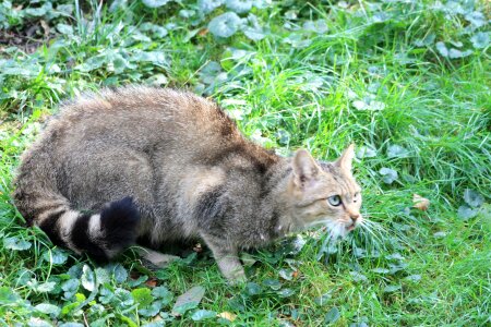 Mammal attention nature