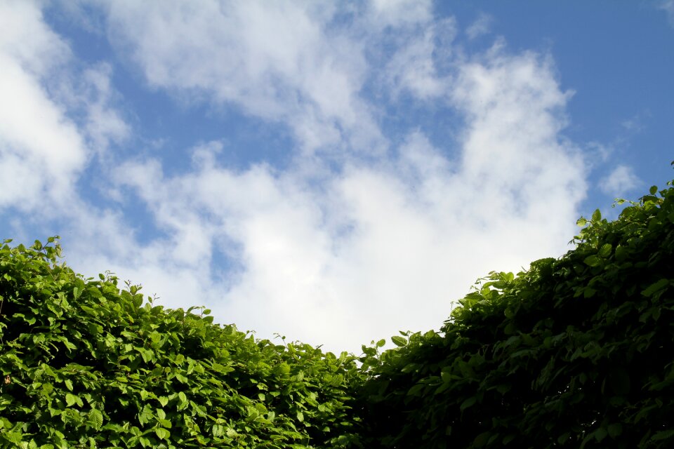 Landscape shrubs green