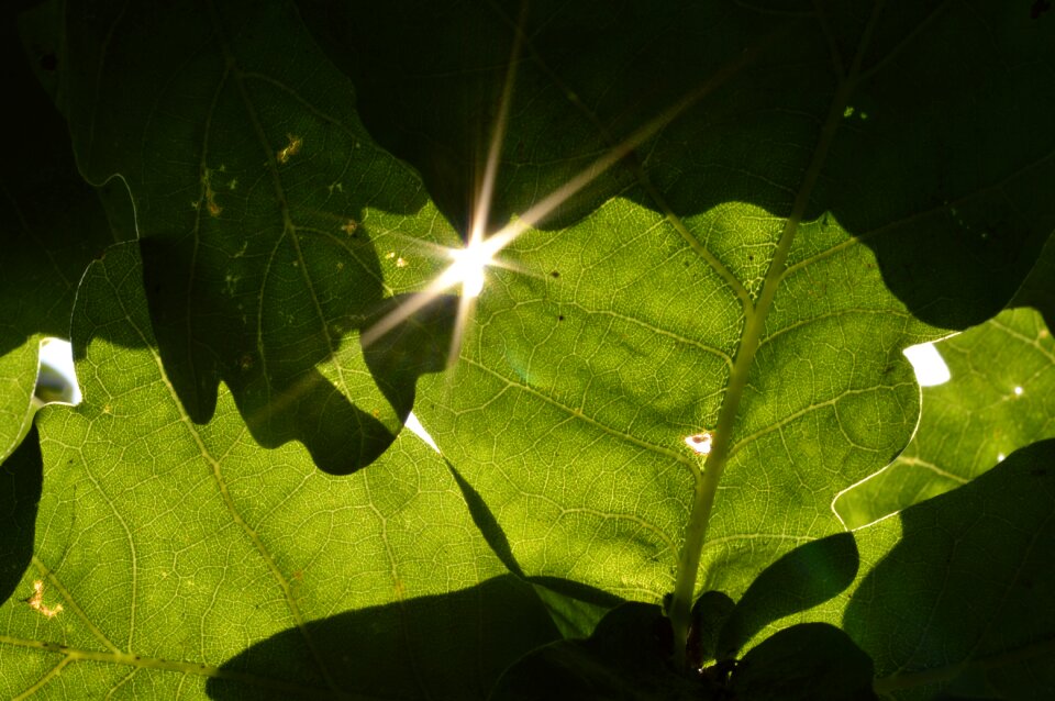 Sunshine shade green