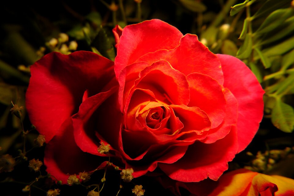 Bloom rose red