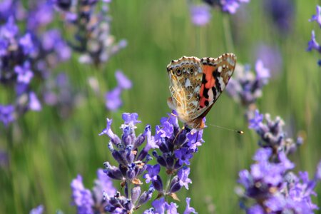 Butterfly lavender purple photo